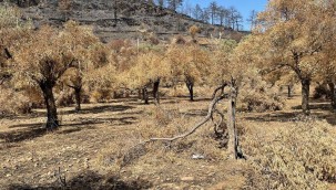 BELEDİYE YANGINDA ZARAR GÖRMÜŞ ZEYTİN AĞAÇLARININ SAĞLIKLI GELİŞMESİ İÇİN ÇALIŞIYOR
