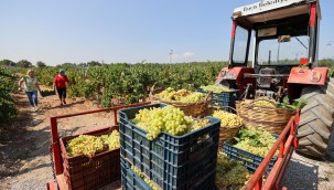 Buca bağlarından sofralara üzüm bereketi