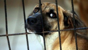 Hayvanları Koruma Kanunu kapsamında ilk hapis istemi