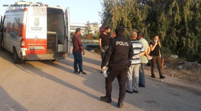 Köpekleri toplayıp ölüme terk ettiler: 20'si trafikte ezildi