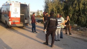 Köpekleri toplayıp ölüme terk ettiler: 20'si trafikte ezildi