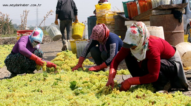 Manisa'da "Sultaniye" bereketi