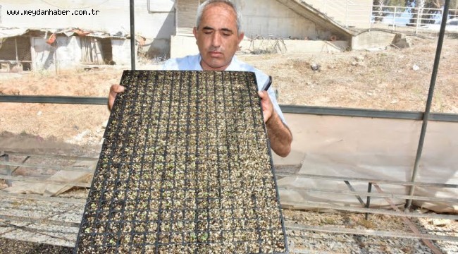 TARSUS BELEDİYESİ ZEHİRSİZ MUTFAKLAR YARATMAK AMACIYLA ÜRETİCİLERE ÜCRETSİZ 700 BİN FİDE DAĞITACAK