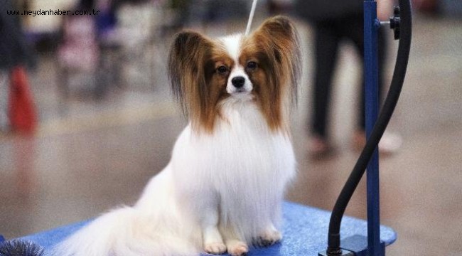 Araştırma: Köpekler dilimizi öğreniyor