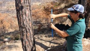 BODRUM'DA YANAN ALANLAR ESKİ KİMLİĞİNE KAVUŞACAK