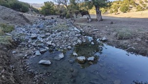Çerme Deresi kurudu: Binlerce balık tehlike altında