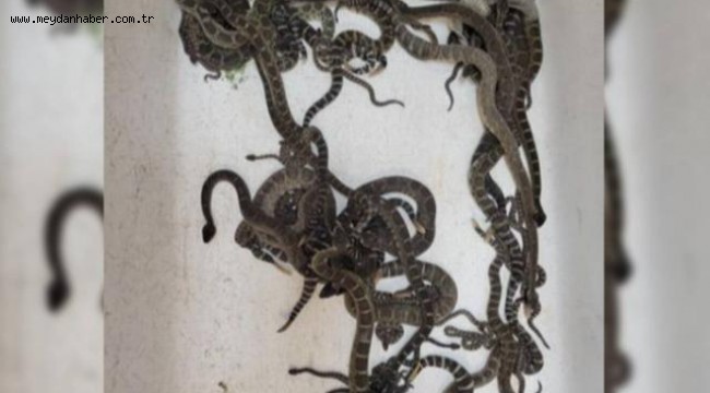 Evdeki döşemelerin altından onlarca çıngıraklı yılan çıktı