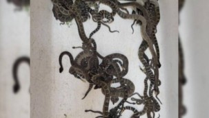 Evdeki döşemelerin altından onlarca çıngıraklı yılan çıktı