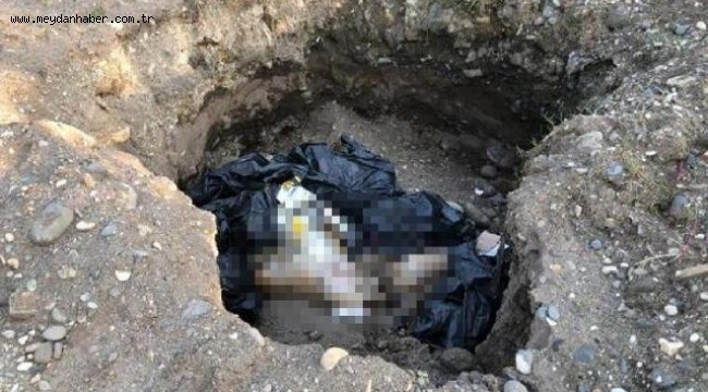 Giresun'da bir çukurda 10 köpek ölüsü bulundu