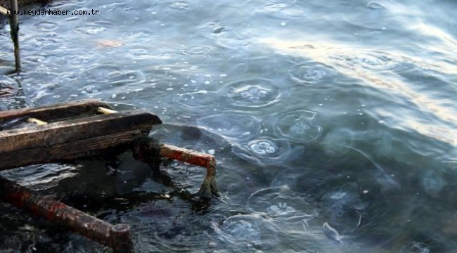 Gölcük sahilinde denizanası istilası