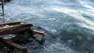 Gölcük sahilinde denizanası istilası