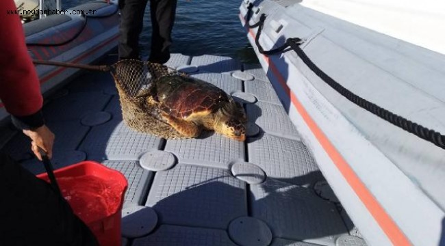 İzmir'de yaralı halde bulanan caretta caretta tedaviye alındı
