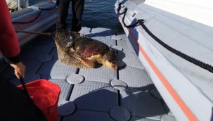İzmir'de yaralı halde bulanan caretta caretta tedaviye alındı