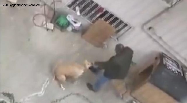 Kendi köpeğine yumruk atan zanlıya 1500 lira ceza