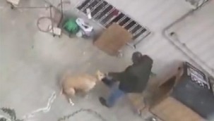 Kendi köpeğine yumruk atan zanlıya 1500 lira ceza