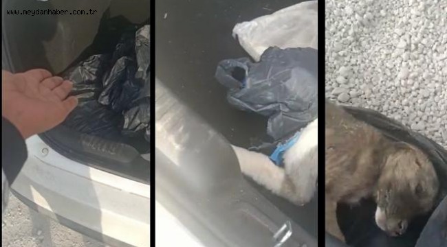 Köpekleri poşetleyip bagaja koyan kişiye 4 bin 500 lira ceza