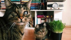 Mahkeme, ayrılan sevgililerin beraberken sahiplendikleri kedilerin kimde kalacağına ilişkin davada kedilerin psikolojilerinin nasıl etkileneceğine dair bilirkişi raporu aldı.