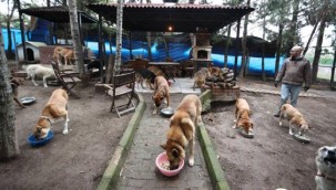 Sokaktan kurtardığı hayvanlar rahat yaşasın diye köye taşındı