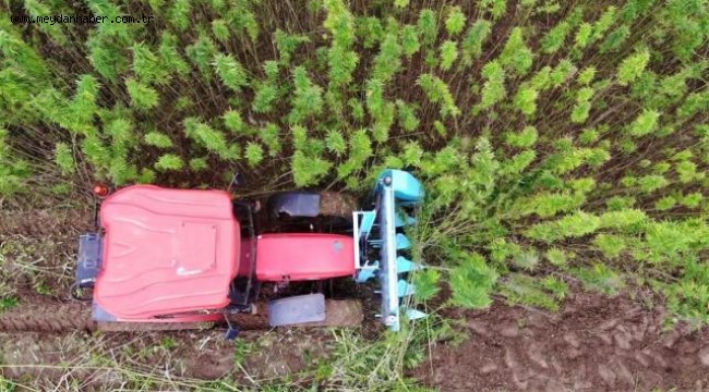 Türkiye'nin ilk tescilli kenevir tohumu 'Narlı' hasat edildi