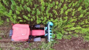 Türkiye'nin ilk tescilli kenevir tohumu 'Narlı' hasat edildi