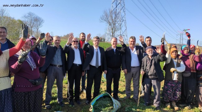 700 dekardan 150 ton biberiye toplandı