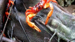 Avustralya'ya bağlı Christmas Adası'nda kırmızı yengeçlerin yıllık göç zamanı geldi. Ormandan çıkıp okyanusa doğru göç eden yengeçler için yollar trafiğe kapatıldı.
