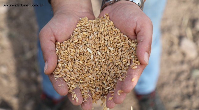 BODRUM TOHUM MERKEZİ ÜRETMEYE VE GÜÇLENMEYE DEVAM EDİYOR