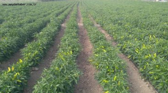 EÜ Ziraat Fakültesi üniversite-sanayi işbirliğini güçlendiriyor