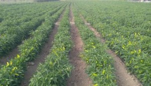 EÜ Ziraat Fakültesi üniversite-sanayi işbirliğini güçlendiriyor