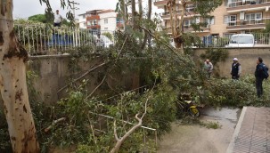 FIRTINA NEDENİYLE DEVRİLEN AĞAÇLAR KALDIRILDI