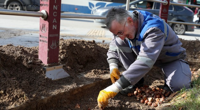 SİNCAN BAHARDA LALE VE SÜMBÜLLERLE GÖRSEL BİR ŞÖLEN SUNMAYA HAZIRLANIYOR