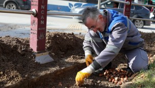 SİNCAN BAHARDA LALE VE SÜMBÜLLERLE GÖRSEL BİR ŞÖLEN SUNMAYA HAZIRLANIYOR