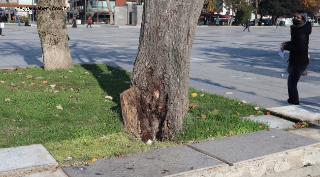 TEHLİKE ARZ EDEN AĞAÇLAR KALDIRILIYOR