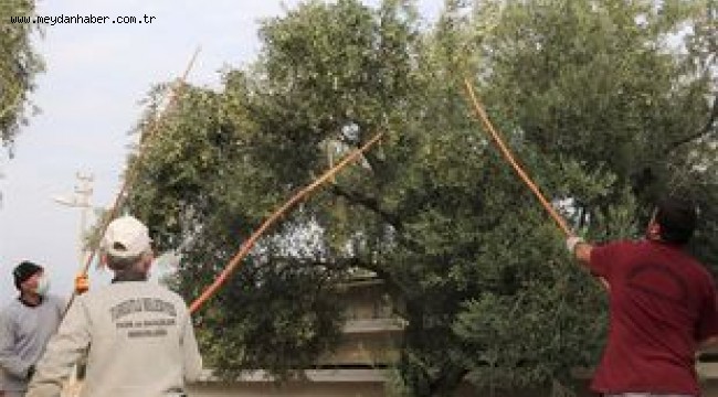 Turgutlu'da Zeytinler İhtiyaç Sahiplerine Aş Oluyor 