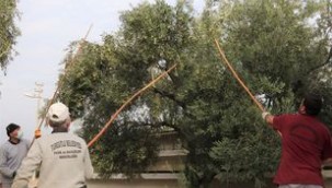 Turgutlu'da Zeytinler İhtiyaç Sahiplerine Aş Oluyor 