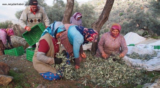 ZEYTİN ORMANLARININ KALBİNDE HASAT ŞENLİĞİ.