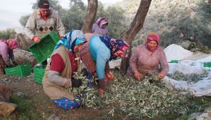 ZEYTİN ORMANLARININ KALBİNDE HASAT ŞENLİĞİ.
