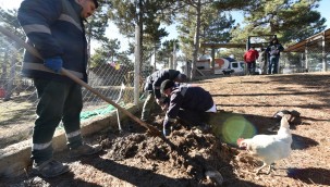 Belediye, geçici hayvan bakımevinin etrafını güzelleştiriyor
