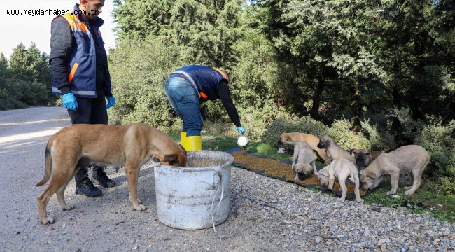 Buca'da kırsaldaki can dostlarına mama desteği
