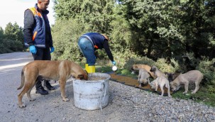 Buca'da kırsaldaki can dostlarına mama desteği