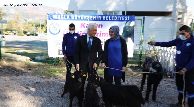 Büyükşehir Kıl Keçisi Desteğini Köyceğiz'de Sürdürdü