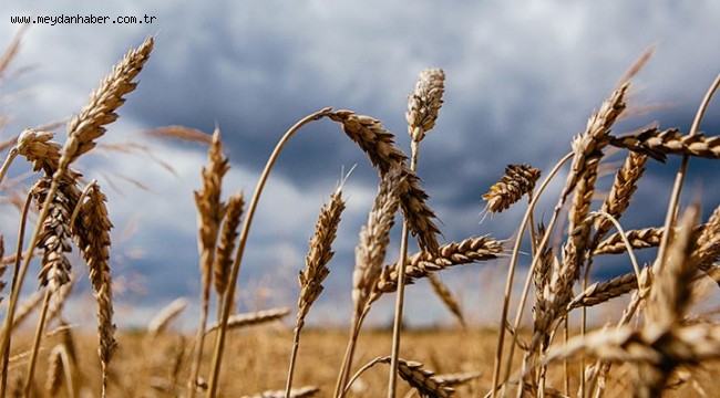 Ekmek 'Küresel Şirketlerin' Ağzında