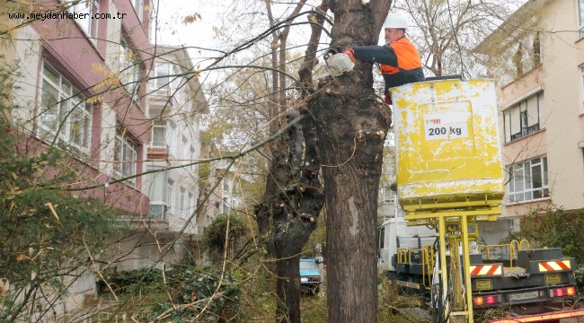 TEHLİKE OLUŞTURAN AĞAÇLAR BUDANIYOR 