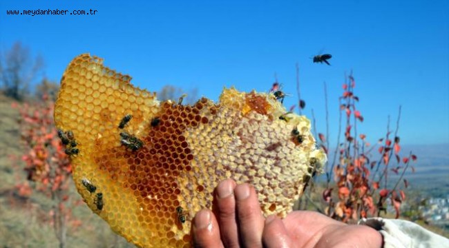 Uzmanlar dikkat çekti: Arı poleni kalbi koruyor