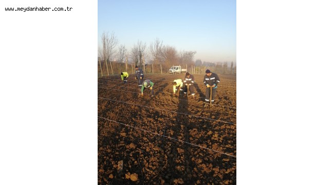 10 bin çınar fidan toprak ile buluştu