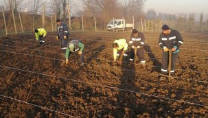 10 bin çınar fidan toprak ile buluştu