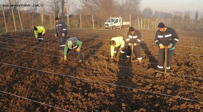   10 bin çuha fide toprak ile buluştu
