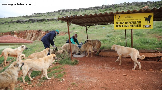 2021 YILINDA YAKLAŞIK 7 BİN SOKAK HAYVANININ TEDAVİSİNİ ÜSTLENDİ