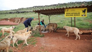2021 YILINDA YAKLAŞIK 7 BİN SOKAK HAYVANININ TEDAVİSİNİ ÜSTLENDİ