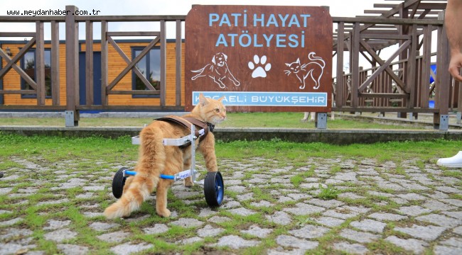  3 bin 373 sokak hayvanı sıcak yuvaya kavuştu